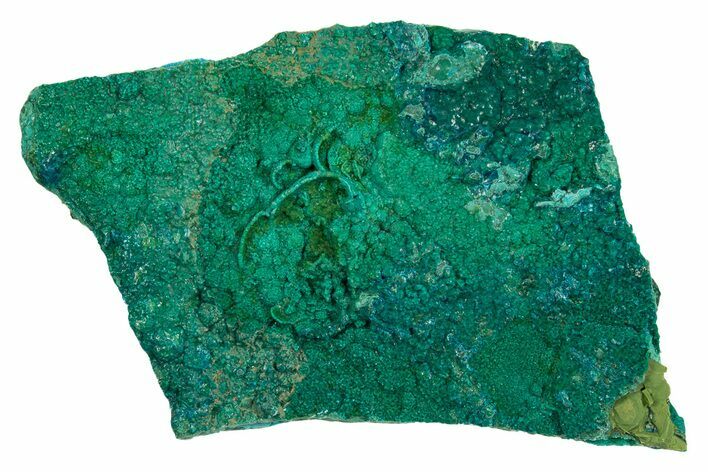 Teal Botryoidal Chrysocolla and Malachite - Chile #310125